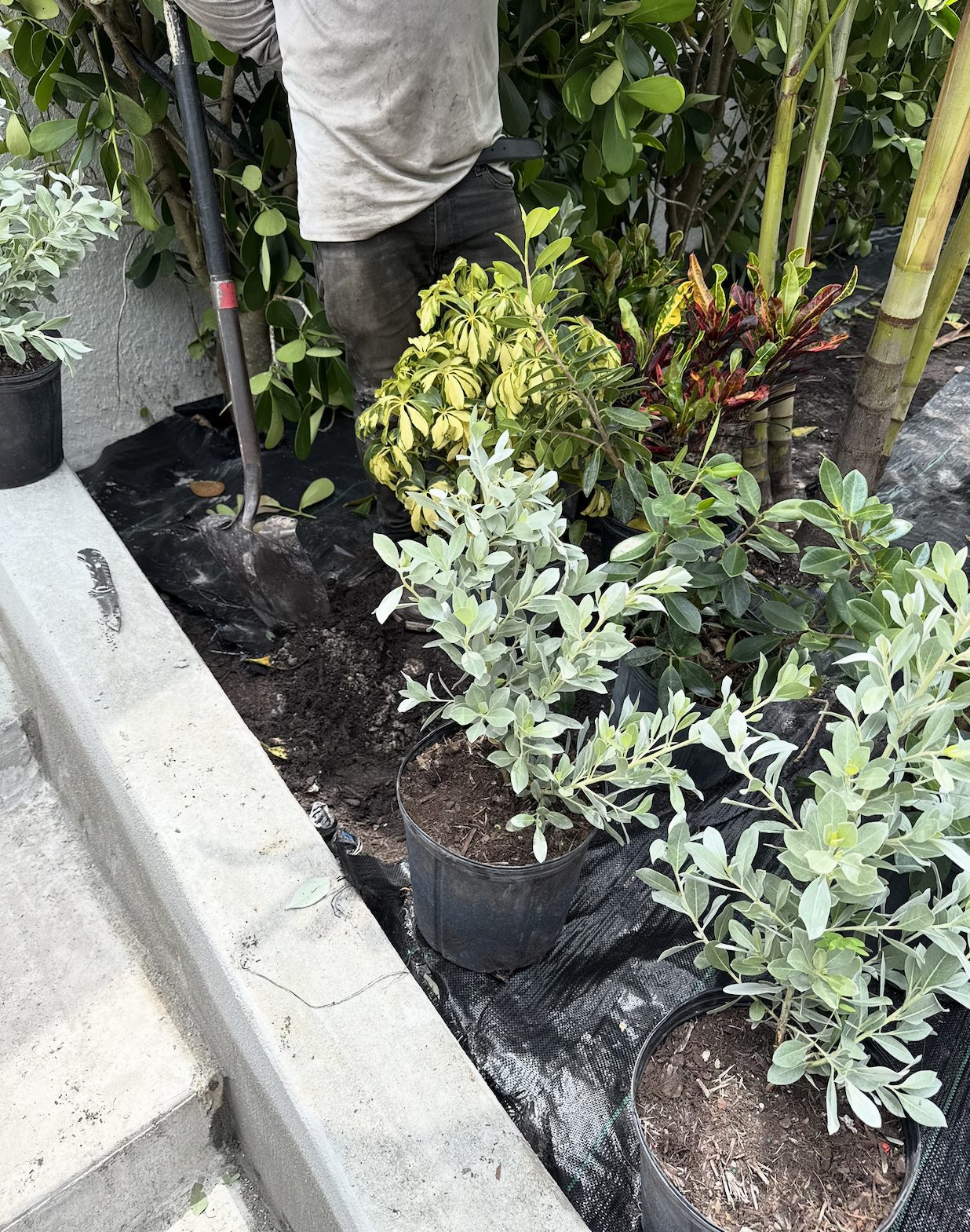 Spacing checked plant by plant