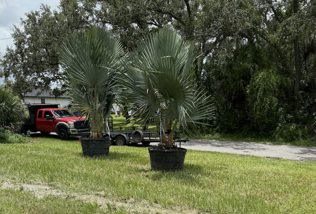 Bismarck palms staged for placement